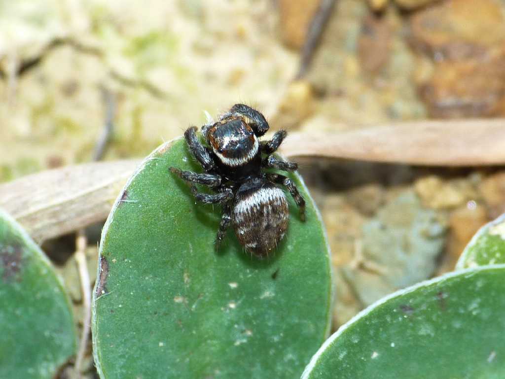 Hasarius adansonii? No. Evarcha jucunda - Tolfa (RM)